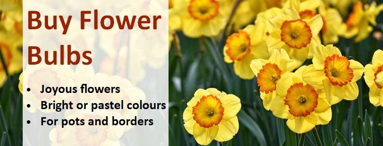 Buy Flower Bulbs Banner 3